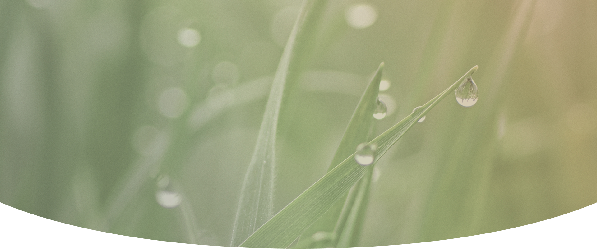 연세초록빛치과